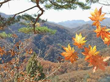 玩家实测“手机跑胡子透视”其实确实有挂